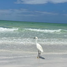 Siesta Key Dream Inn