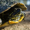 New Orleans Kayak Swamp Tours