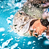 Naples Saltwater Fishing