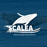 Scalea Lanchas e Avistamento de Baleias Ilhabela