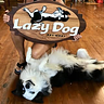 Lazy Dog Adventures