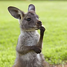 Down Under Endeavours