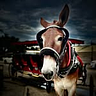 Royal Carriages